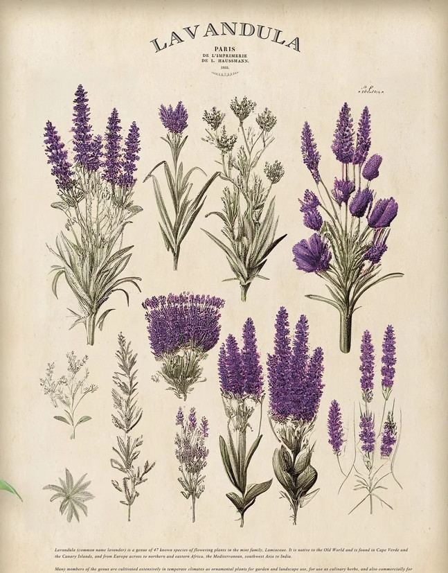 il_1140xN.5196426725_574g1